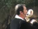 Falconieri-1S