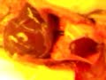 Artificial Inflation of Rat Lungs Artificial Inflation of Rat Lungs