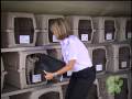 Pet Airways Commercial