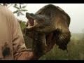 Chelydra serpentina - Man vs. Snapping Turtle 