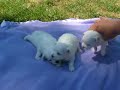 Fun in the Sun with 4 maltese puppies