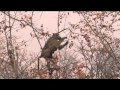 Hwange National Park - YouTube