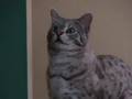 Cat Chooses Next President!