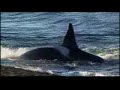 Orcas en Chubut, Patagonia Argentina