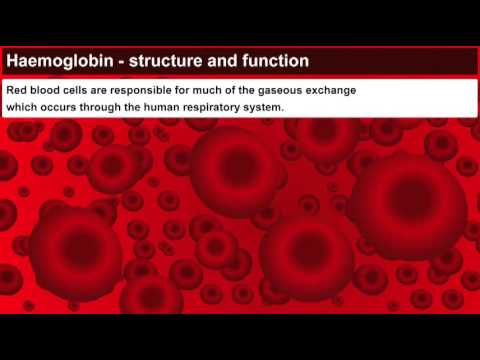 What is the major function of hemoglobin?