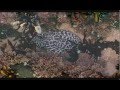 Tide Pools on the Olympic Penisula