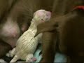 Dilbert - The First 2 Days (new born puppy)