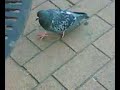 Niet 1 Niet 2 Niet 3 Nee nee wel 4 duifjes:D Niet 1 Niet 2 Niet 3 Nee nee wel 4 duifjes:D