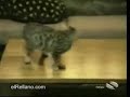 putadas de gatos