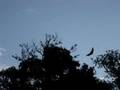 Giant Flying Vampire Bats