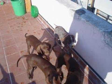 BRACO ALEMAN VENADITA