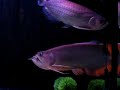 arowana breeding dance 18th aug 07