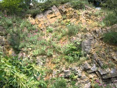 Botanische Grten: Osnabrck (Niedersachsen) - Bota ...