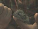 hungry baby chinchilla