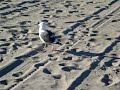 Santa Monica beach