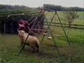 Sheep Vs Swing