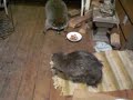 RACOON