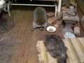 RACOON