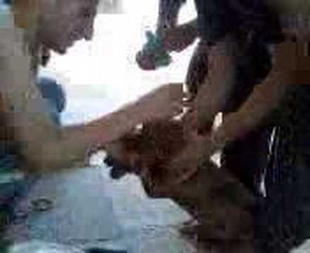 dogo nta3 houssam