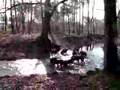 4 maart 2007: Herkenbosch