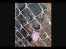 Adorable Animals In Shelters