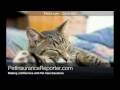 Pet Care Insurance gives you Protection video