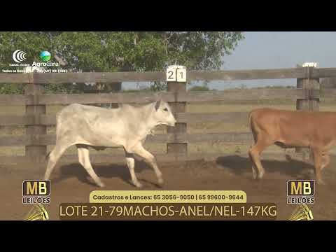 512� LEIL�O VIRTUAL MB LEIL�ES