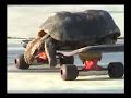 tortoise skater