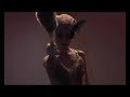 Future Cinema Dresden Dolls