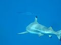 Shark attack vol. 3