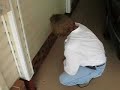 New Termite Technology