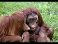 Cute Animals that Need Love Cute Animals that Need Love