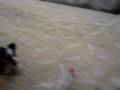 videos de Border Collies 02