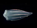 New Species Discovered That Look Like Aliens! New Species Discovered That Look Like Aliens!