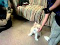 Maltipom