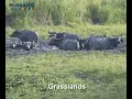 Kaziranga  Videos, Assam, India
