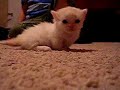 Munchkin Kitten