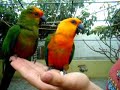 aratinga jendaya y auricapilla aratinga jendaya y auricapilla