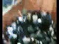 scontri genoa-juve(drughi-arditi vs cellerini)