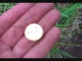 finding Victorian gold Sovereign with metal detector finding Victorian gold Sovereign with metal detector