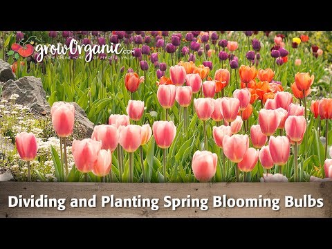 how to replant bulbs tulips