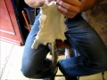 Fur tanning without chemicals, pt. 1 The bushcraft or Woodsmans method... except I'm a Townie!