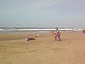 Beachcup Frisbeedog Guide Beachcup Frisbeedog Guide