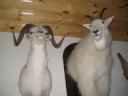 Alaska 2008