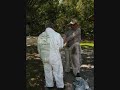 Yellow Jackets East Lake FORIDA KILLER BEES