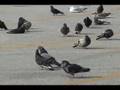 Pigeon3