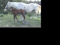 Magica is an Irish Sporthorse/warmblood filly. Her dam is a rare imported Diamond Lad mare, an Irish Draught mare. Diamond lad was a top Irish show-jumping sire.Magica's sire is my SWB stallion Amorex, a USDF grand Champion, reg. 6, in the sporthorse series.