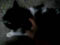 videos de a night with cats
