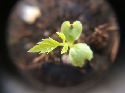 how to grow jiaogulan