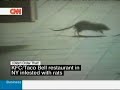 Rats in New York City Taco Bell / KFC Rats in New York City Taco Bell / KFC